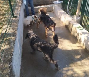 Catanzaro – Aperta l’area di sgambamento cani al Parco della Biodiversità