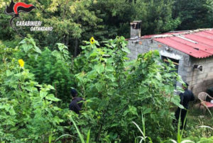 Girifalco – Scoperte 218 piante di canapa indiana, 65enne arrestato