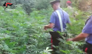 Scoperte due piantagioni di marijuana, quattro arresti. Valore 800mila euro