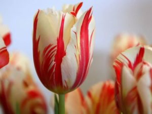 Tulipani ed elusione fiscale