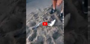 [VIDEO] Piccolo esemplare di Squalo azzurro (Verdesca) catturato a Soverato