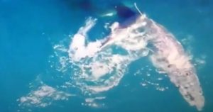Un raro video realizzato con drone mostra uno squalo che attacca e uccide una megattera al largo del Sudafrica