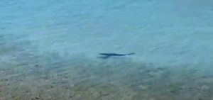 [VIDEO] Avvistato uno squalo nel mare tra Copanello e Caminia