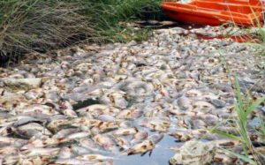 Moria di pesci in Francia, denunciata Nestlè. Recuperato tre tonnellate di pesci morti