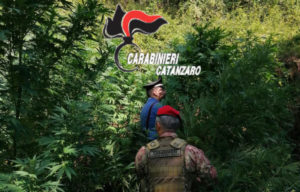 Scoperte dai carabinieri due piantagioni di canapa nel catanzarese, estirpate e distrutte 900 piante