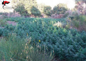 Scoperta una vasta piantagione di marijuana in un’area impervia