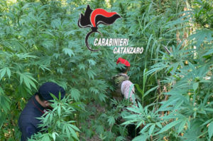 Individuate altre due piantagioni di marijuana nel catanzarese