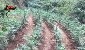 Scoperte due piantagioni di canapa nell’area delle Serre, 20enne arrestato