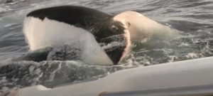 Padre e figlio attaccati da un enorme squalo bianco. Ecco il video del momento dell’attacco