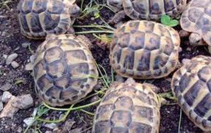 Sette tartarughe abbandonate sui binari, salvate da poliziotti