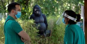 Gorilla attacca la guardiana dello Zoo di Madrid e le rompe entrambe le braccia, la vittima in gravi condizioni
