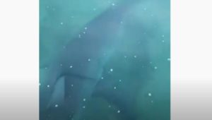 [VIDEO] Squalo bianco attacca la barca a pochi metri dalla riva, ripresa tutta la scena