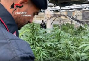 Scoperte novemila piante di marijuana nel catanzarese, 8 persone arrestate