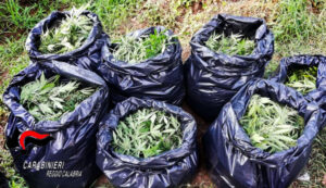 Sorpresi a coltivare 3200 piante di marijuana, quattro condanne