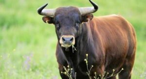 Incornato da un toro che vagava nelle campagne, 57enne in gravi condizioni