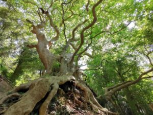 “Tree of the year”, la Regione sostiene la corsa del platano di Curinga