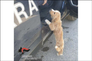 Cucciolo di cane abbandonato in autostrada salvato dai carabinieri