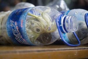 Gli orrori del traffico illegale di specie selvatiche: pappagalli vivi contrabbandati chiusi in bottiglie di plastica!