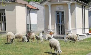 Facevano pascolare le loro pecore al cimitero, due persone deferite