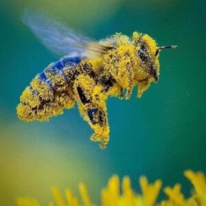 Giornata mondiale delle api, gli alveari sono affamati a causa del clima