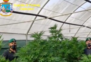 Scoperta una piantagione di marijuana in 5 serre, proprietario arrestato