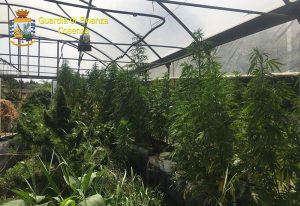 Sequestrati dalla Gdf oltre 800 kg di marijuana coltivata in serra