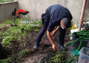 Vallefiorita – Coltivava marijuana in giardino, 45enne arrestato