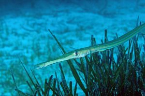 Specie aliene del mare, pesce flauto pescato nel mar Ionio