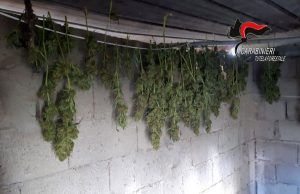 Sequestrate e distrutte più di 900 piante di marijuana, 2 persone denunciate