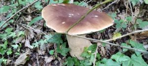 FOTO NEWS | Trovato nei boschi di Cardinale un fungo di oltre un chilo