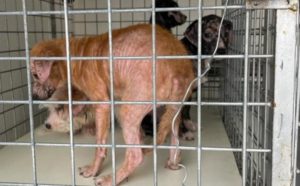 Deteneva 29 cani in condizioni precarie, denunciato per maltrattamento