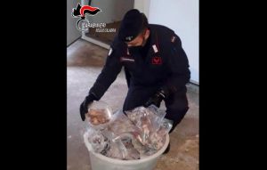 Trovati oltre 200 ghiri in un congelatore e confezionati in pacchetti, tre arresti