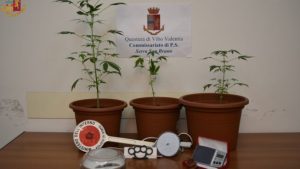 Piantine di marijuana coltivate in vasi nella camera da letto, 23enne denunciato a Serra San Bruno