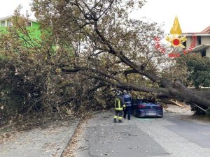 Grosso albero si abbatte su auto in transito, conducente ferito