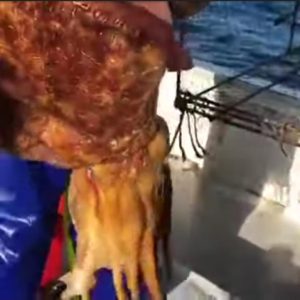 [VIDEO] Pescata una seppia da record, oltre 15 chili di peso e due metri di lunghezza con i tentacoli
