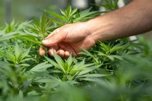 Cannabis: cosa dice la normativa italiana sull’uso terapeutico e sull’uso personale