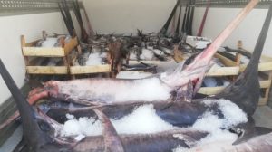 Una tonnellata di pesce senza tracciabilità, sequestrata e tre commercianti sanzionati