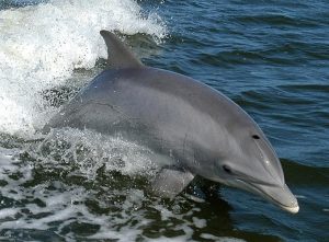 Delfini sionisti assassini? Hamas afferma che esistono
