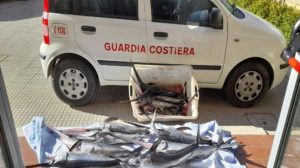 Soverato, sequestrati dalla Guardia Costiera 50 chili di pesce spada