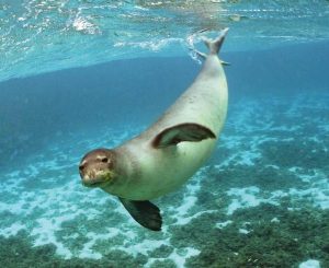 La foca monaca torna in Calabria, avvistata nelle acque di un’Area Marina Protetta