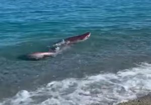 Lo squalo a riva nel mare di Badolato