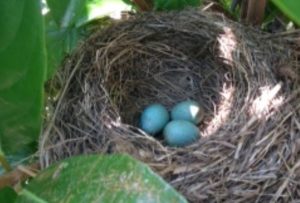 Il WWF rinnova l’invito a rispettare i nidi degli uccelli
