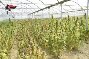 Scoperta una piantagione di cannabis nel catanzarese, 4 persone arrestate