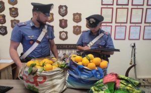 Sorpresi a rubare oltre 240 chili di arance, due arresti