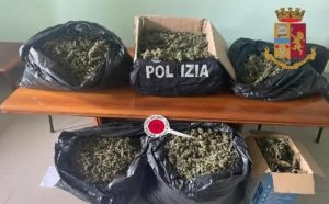 Blitz antidroga della polizia, sequestrati 65 kg di marijuana