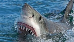 Due donne uccise dagli squali nei giorni scorsi nel Mar Rosso