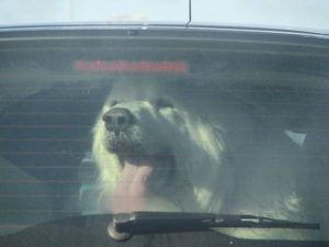 Lascia il cane chiuso in auto sotto al sole, donna denunciata