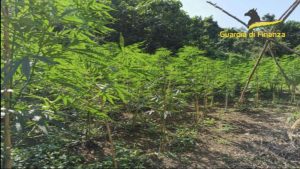Scoperta dalla Guardia di Finanza una piantagione di marijuana, sequestrata