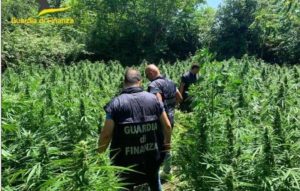 Sequestrate oltre 600 piante di marijuana, indagini per risalire ai responsabili
