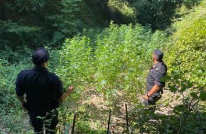 Scoperte nel catanzarese diverse piantagioni di cannabis